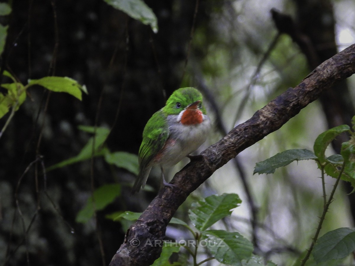 Narrow-billed Tody - ML640936292