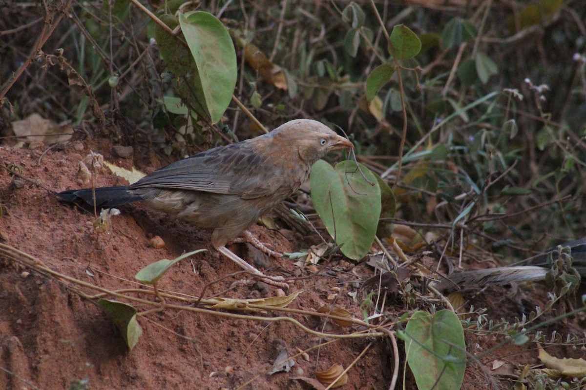 Yellow-billed Babbler - ML640936310
