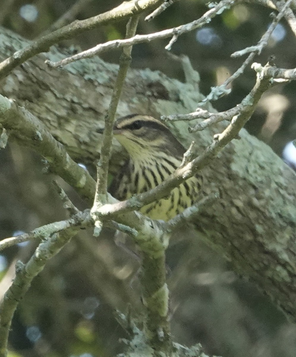 Drosselwaldsänger - ML640936395