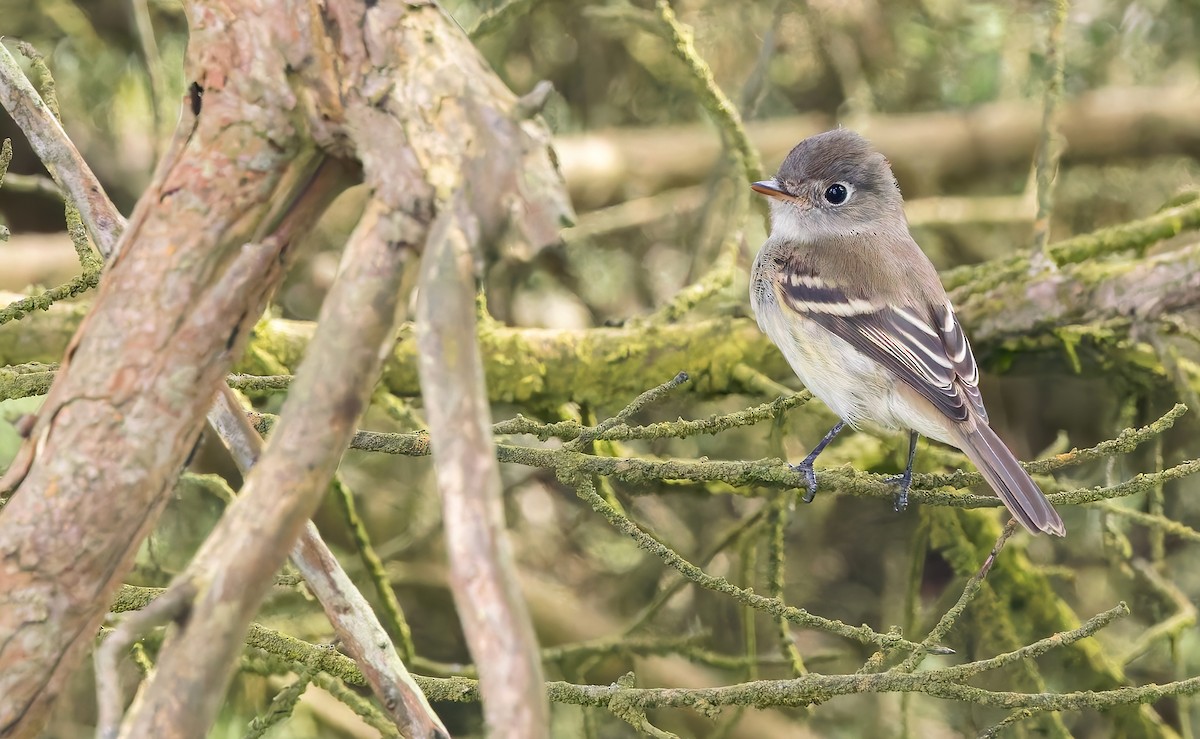 Least Flycatcher - ML640936411