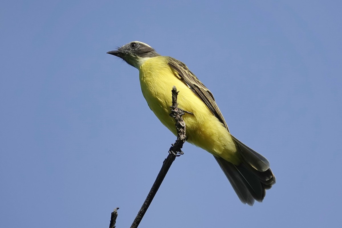 Social Flycatcher (Social) - ML640936418