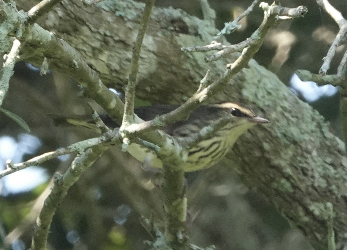 Drosselwaldsänger - ML640936440