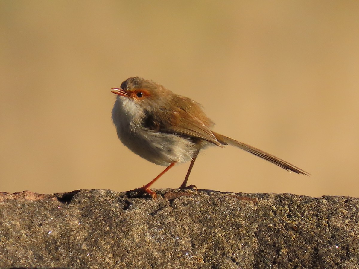 Superb Fairywren - ML640936467