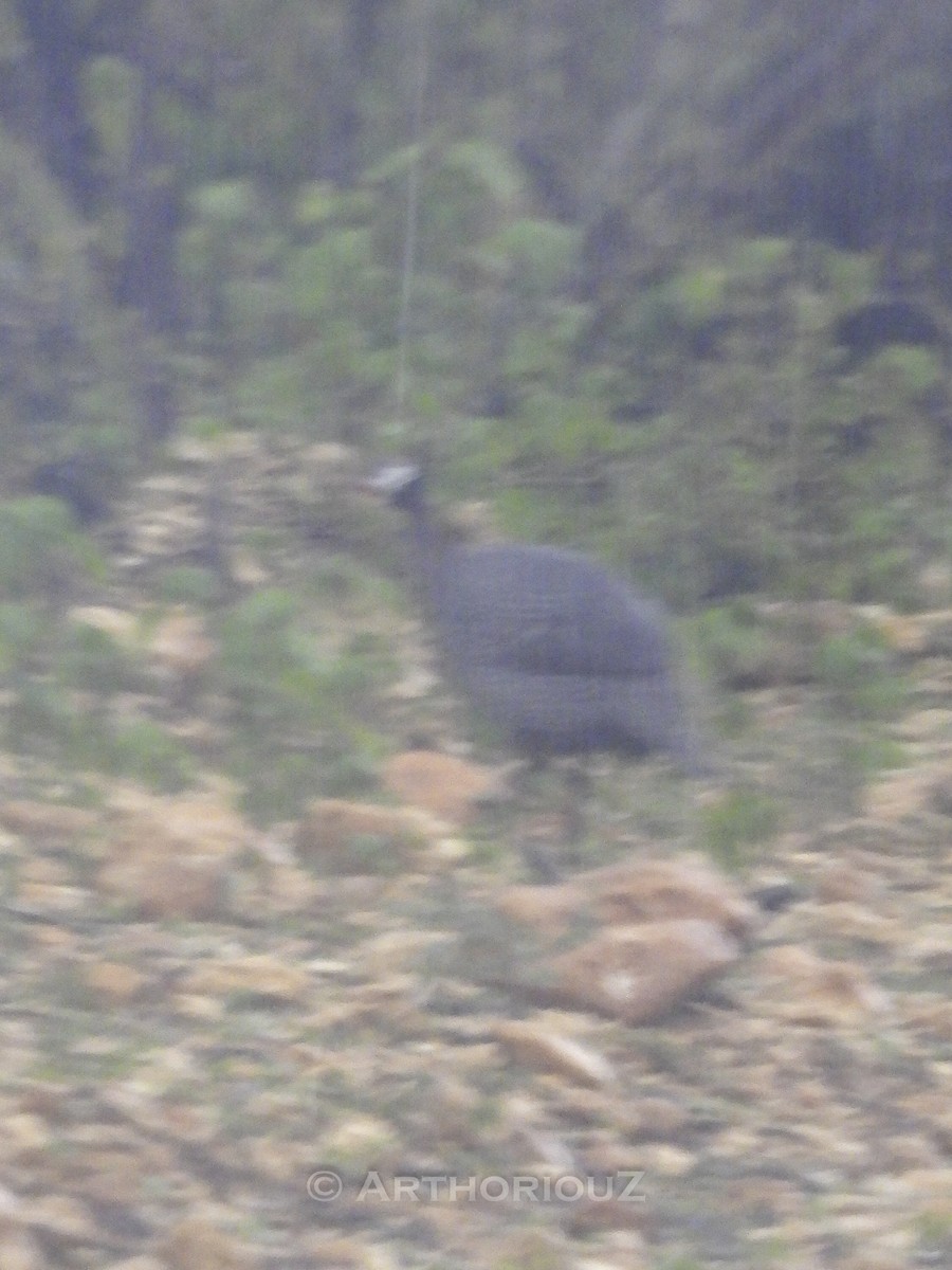 Helmeted Guineafowl - ML640936523