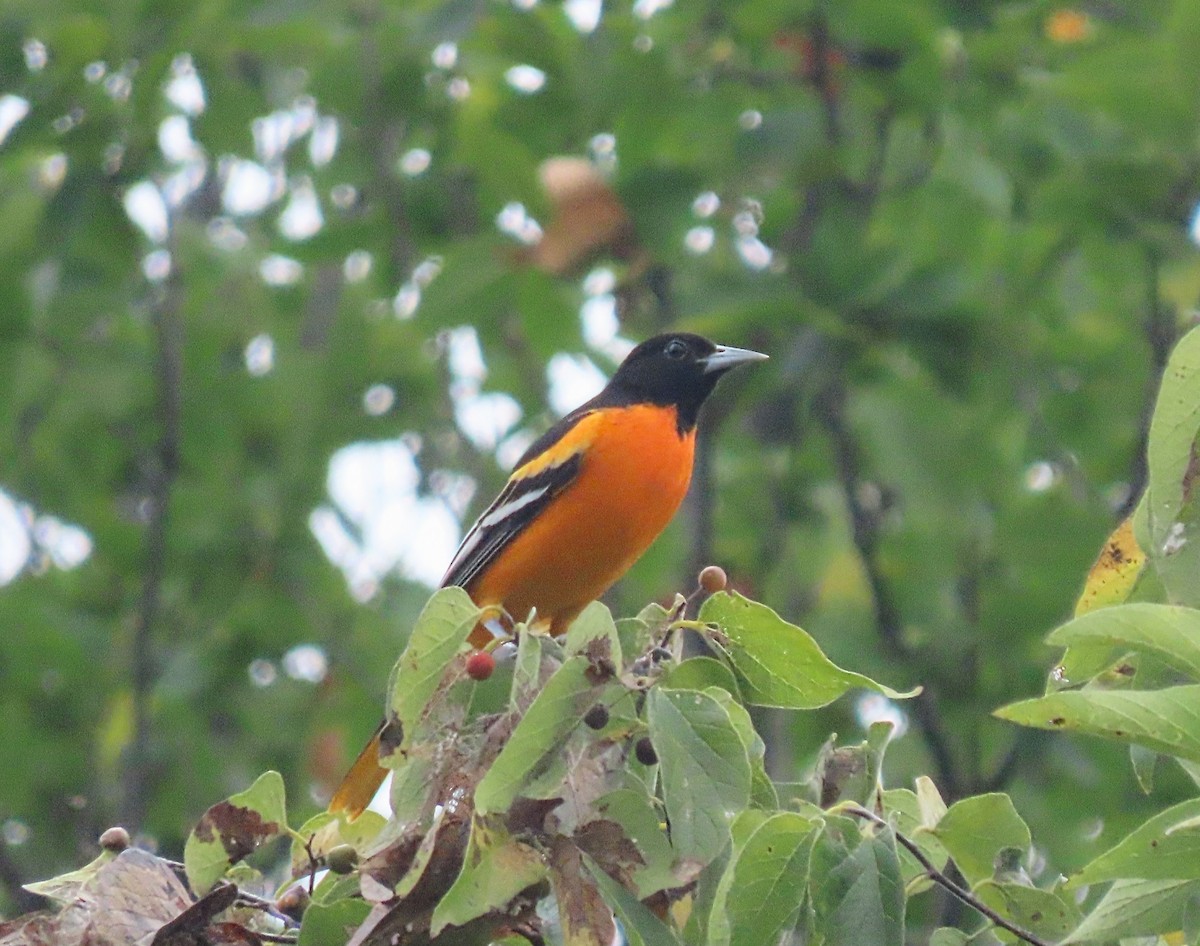 Baltimoretrupial - ML640936535