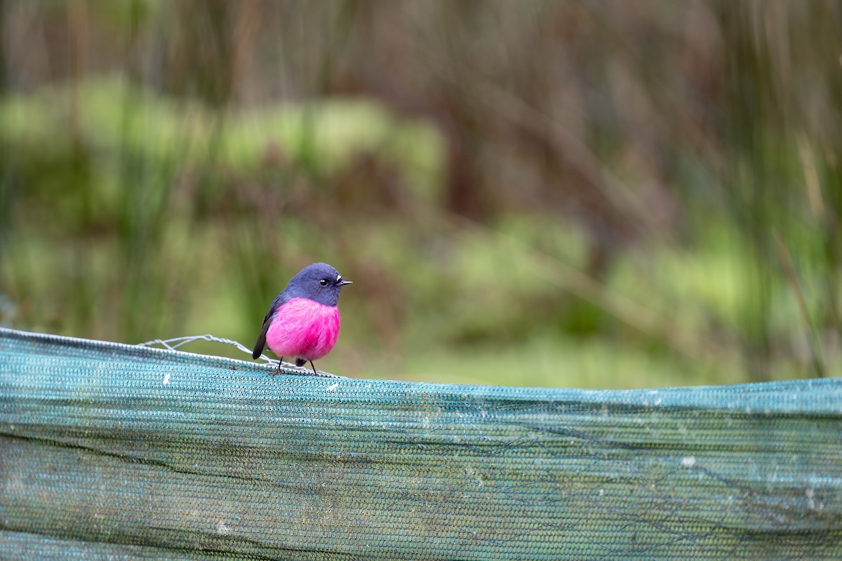 Pembe Bülbül - ML640936543