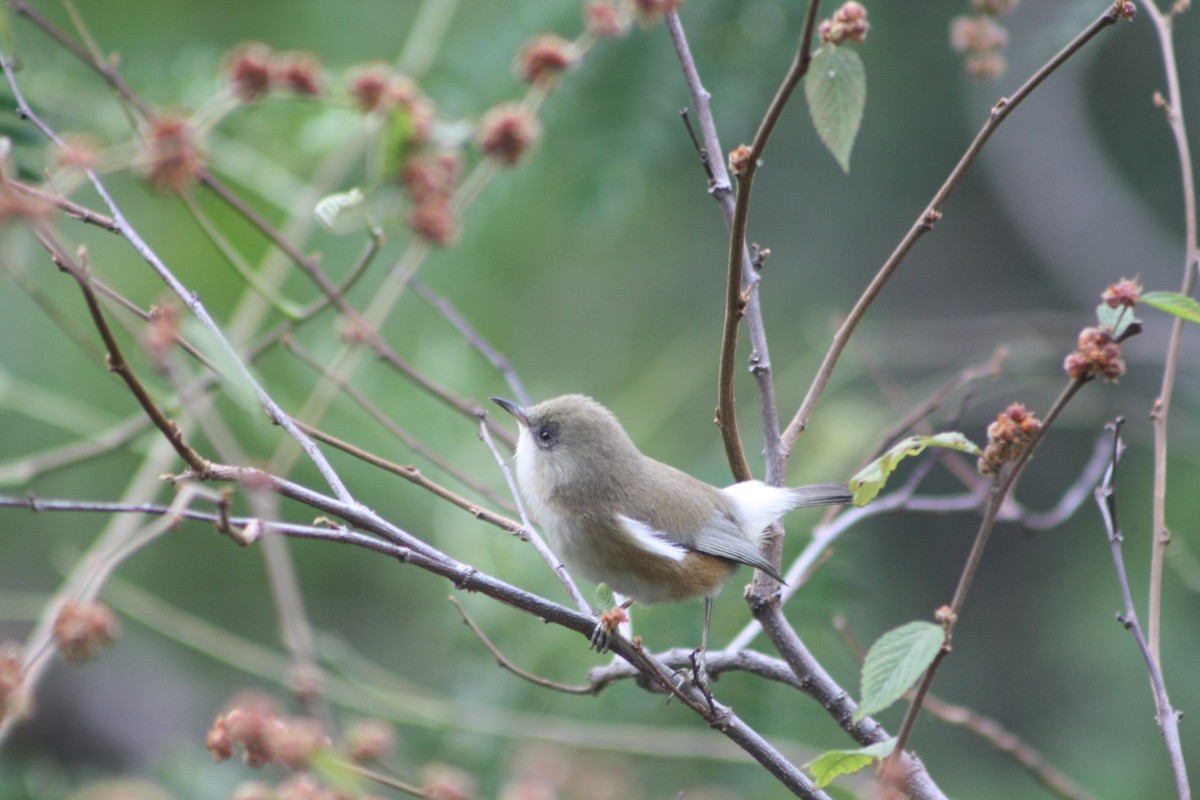 Mascarene Martin - ML640936551