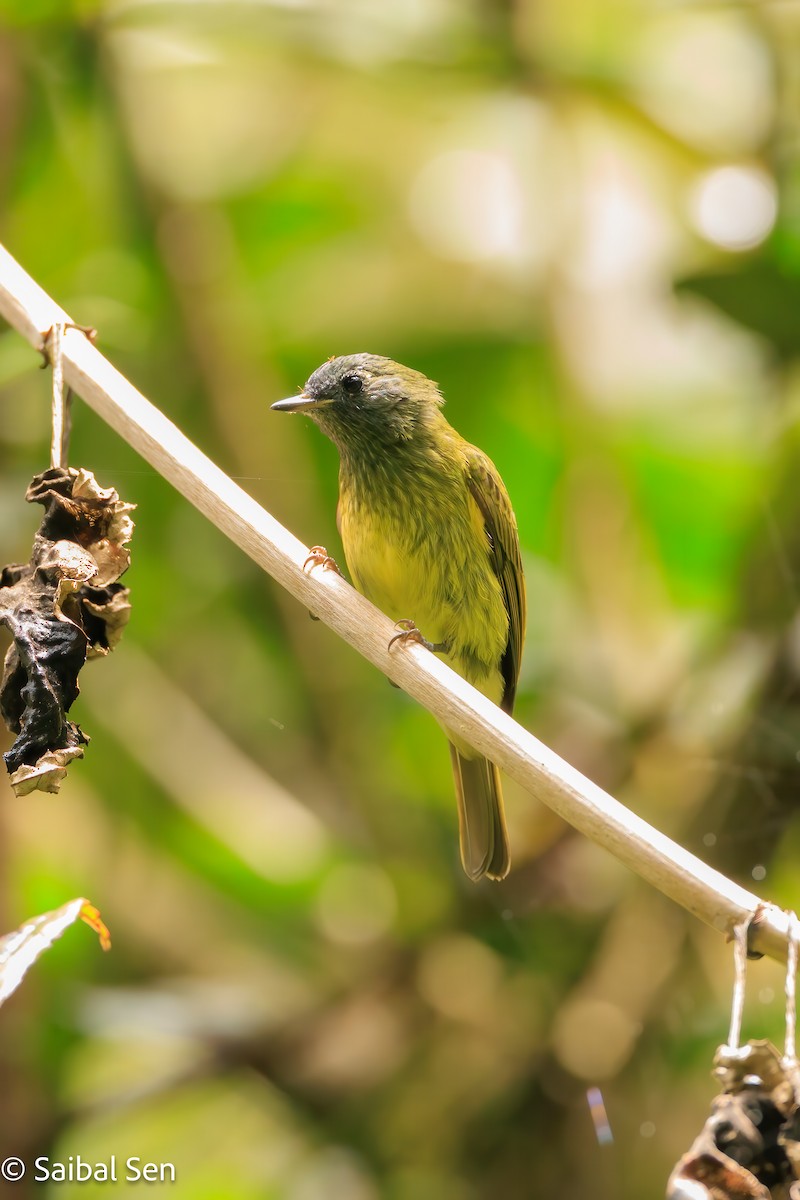 Streak-necked Flycatcher - ML640936655