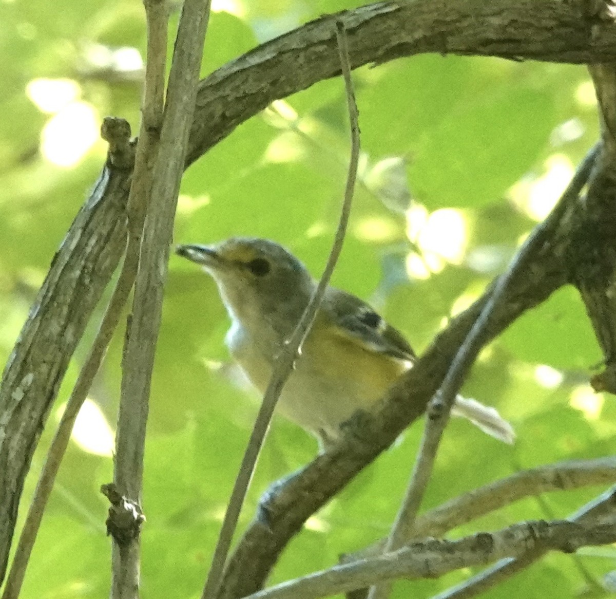 Weißaugenvireo - ML640936734