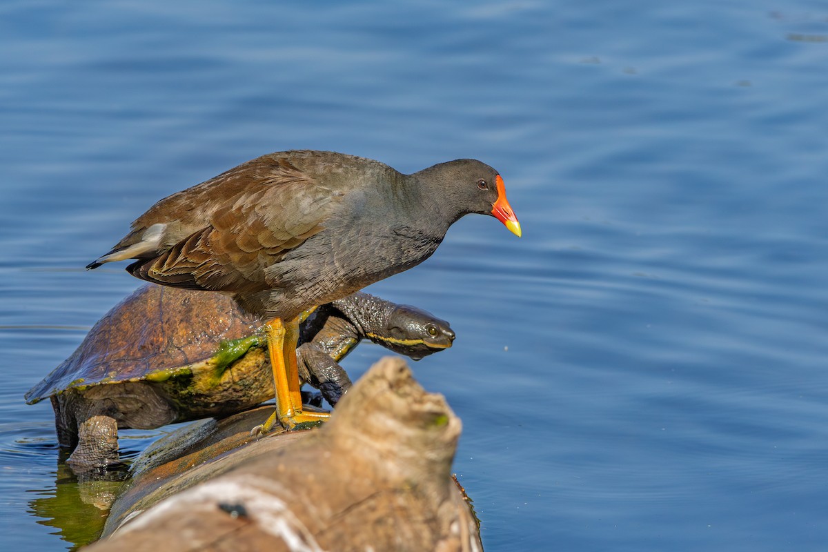Dusky Moorhen - ML640936753