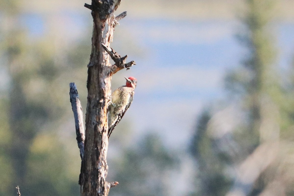 Red-naped Sapsucker - ML640936756