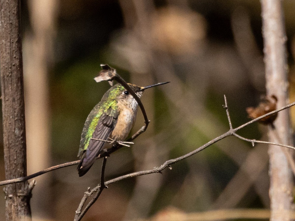 Bumblebee Hummingbird - ML640936760