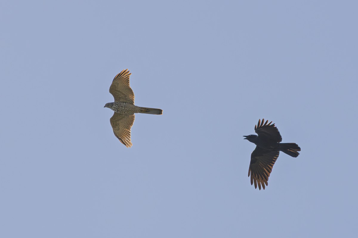 Collared Sparrowhawk - ML640936763