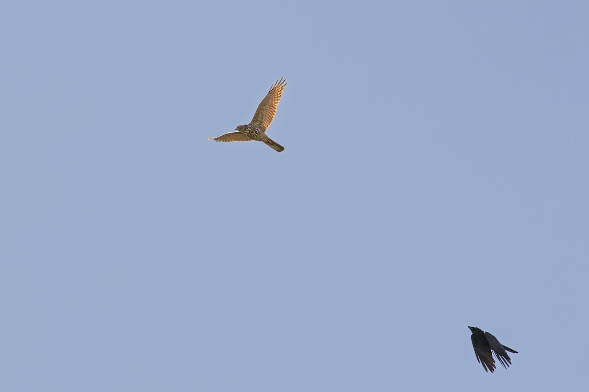 Collared Sparrowhawk - ML640936764