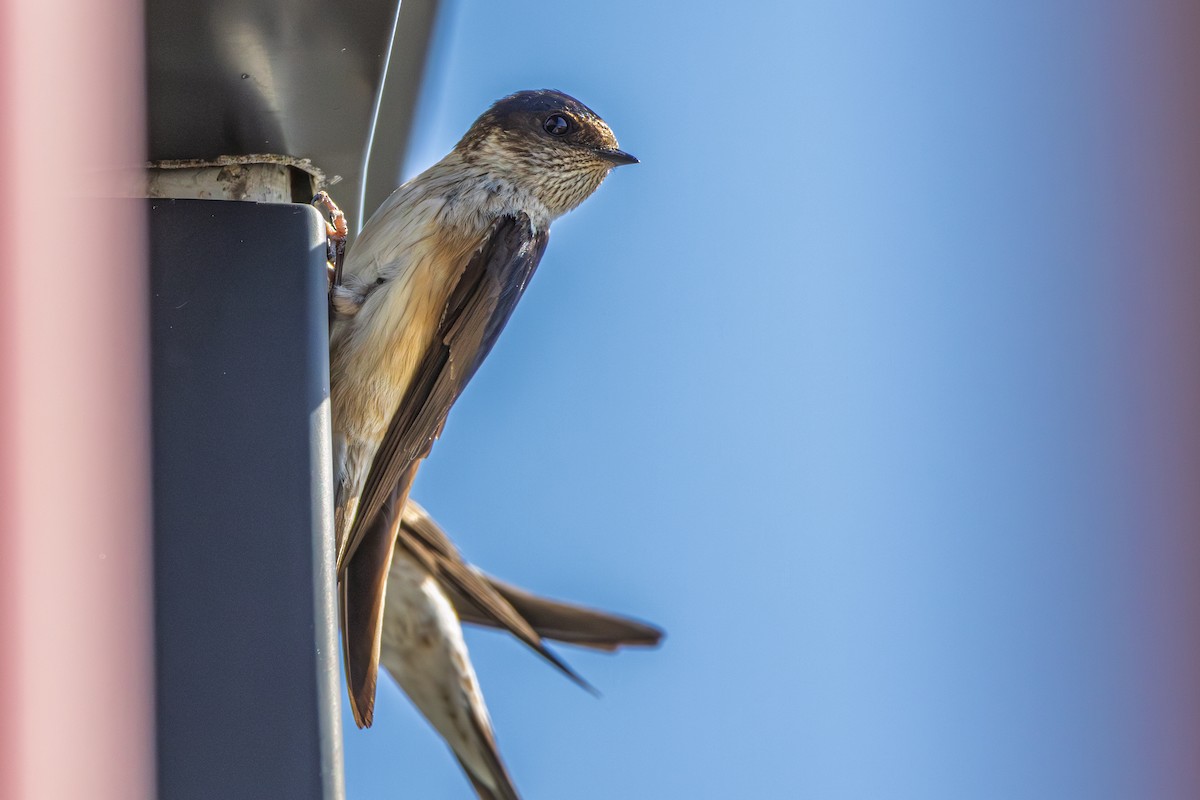 Tree Martin - ML640936788