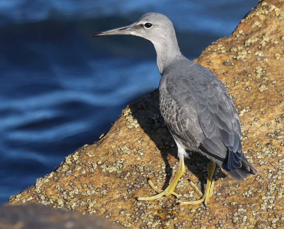 Wandering Tattler - ML640936805