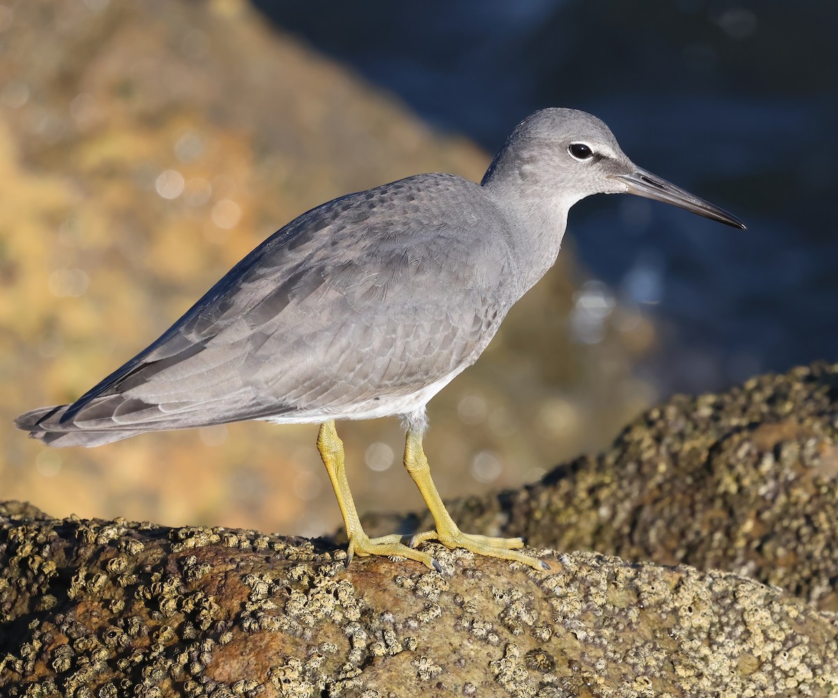 Wandering Tattler - ML640936806