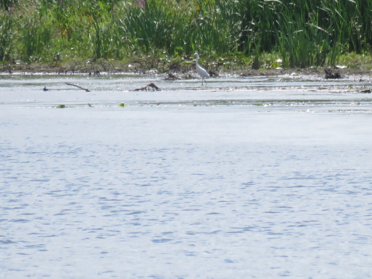 Little Blue Heron - ML640936817