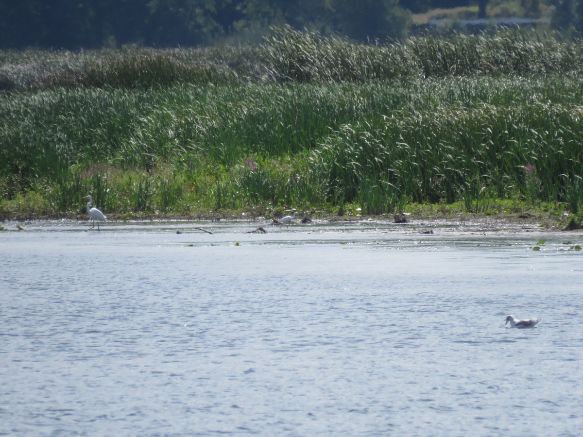 Little Blue Heron - ML640936818