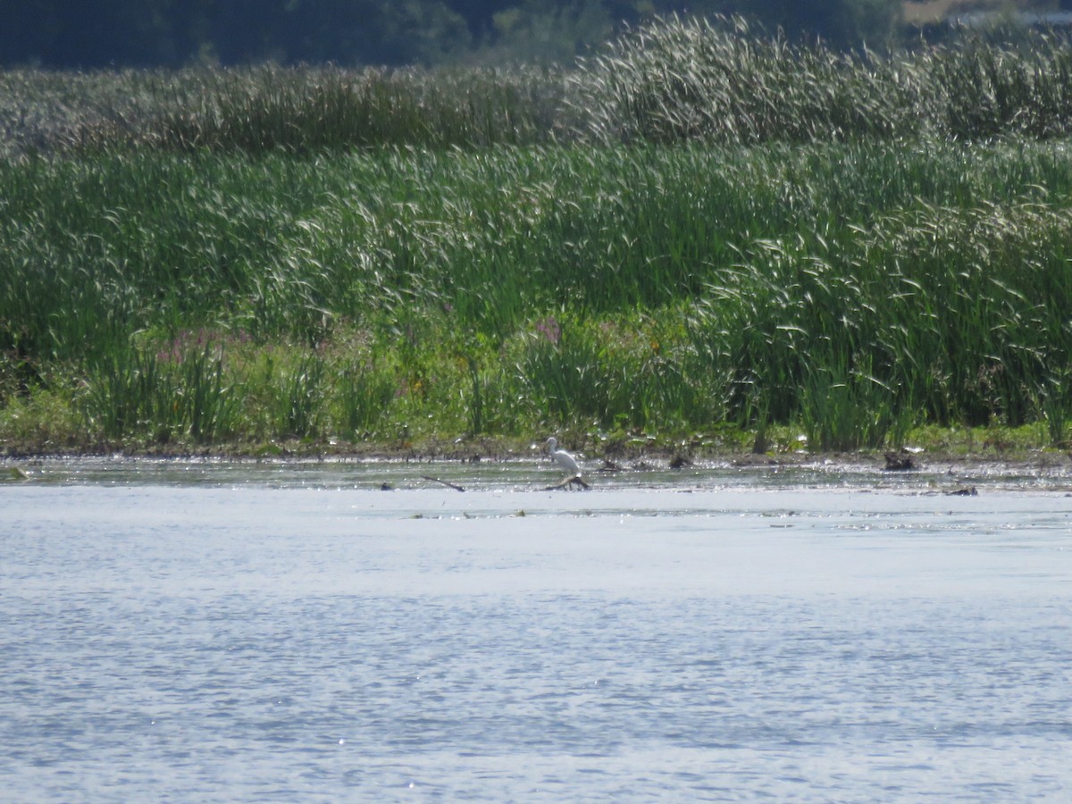 Little Blue Heron - ML640936819