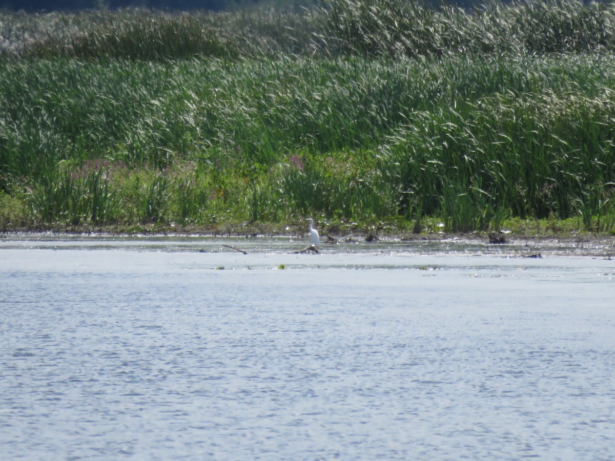 Little Blue Heron - ML640936820