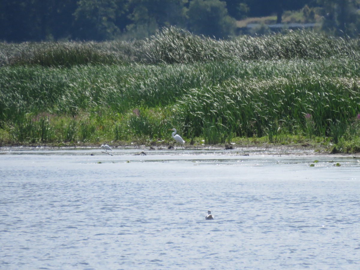 Little Blue Heron - ML640936821
