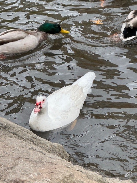 Muscovy Duck (Domestic type) - ML640936853