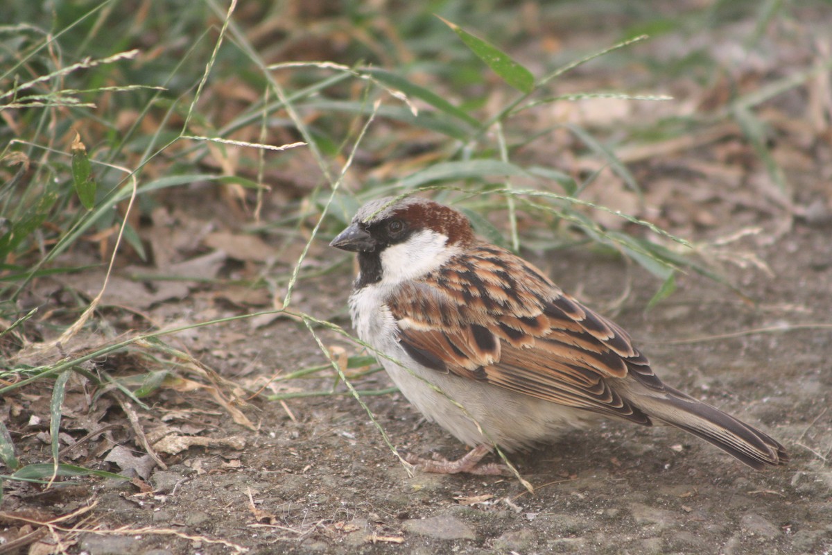 Оронгийн бор шувуу - ML640936924