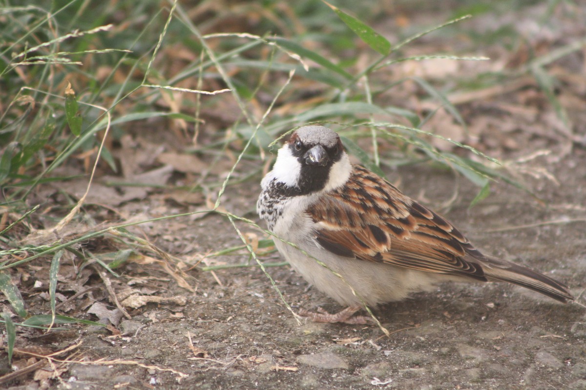 Оронгийн бор шувуу - ML640936925