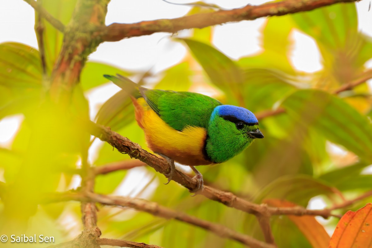 Chestnut-breasted Chlorophonia - ML640936935