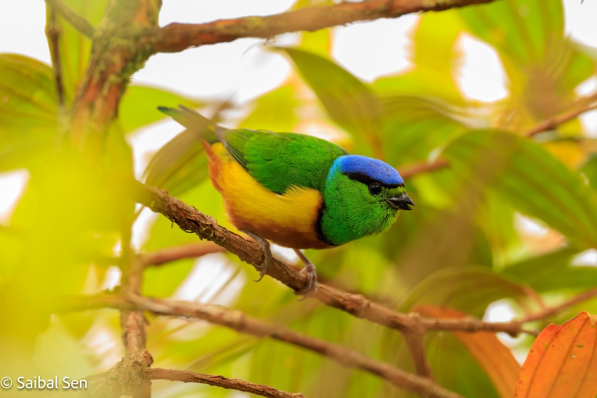 Chestnut-breasted Chlorophonia - ML640936936