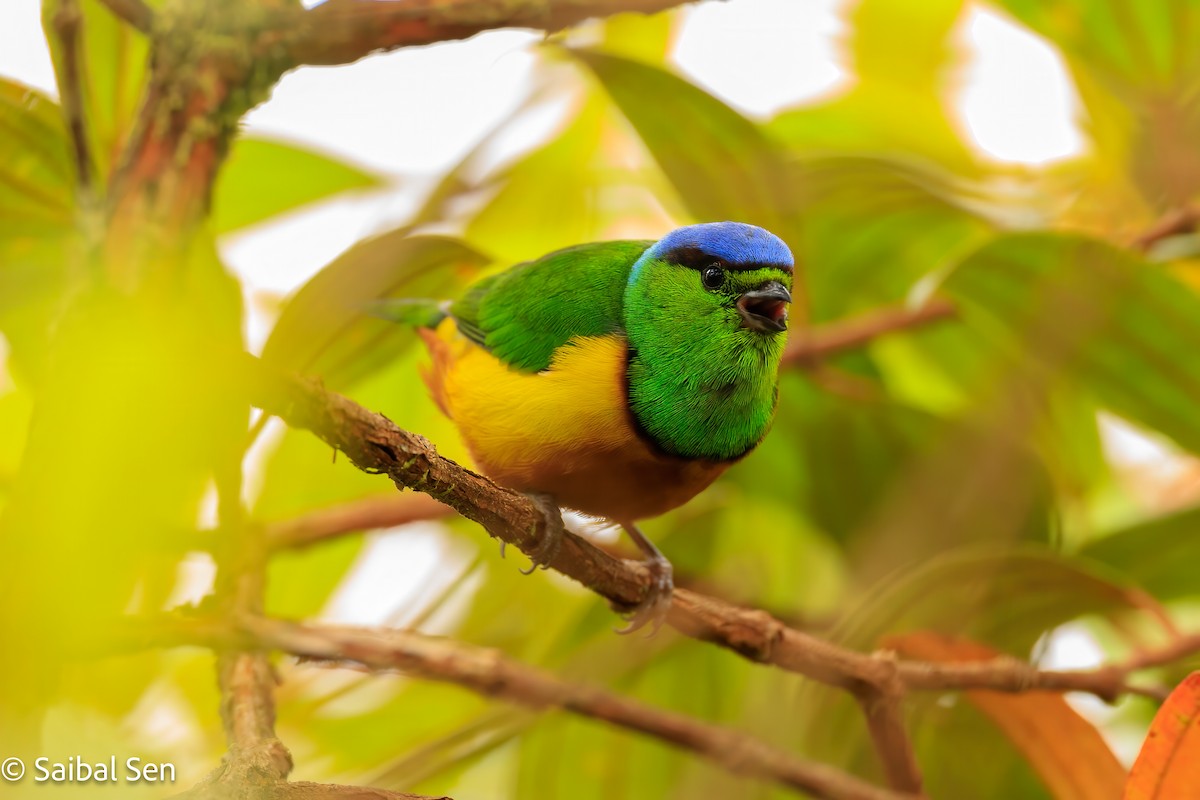 Chestnut-breasted Chlorophonia - ML640936937