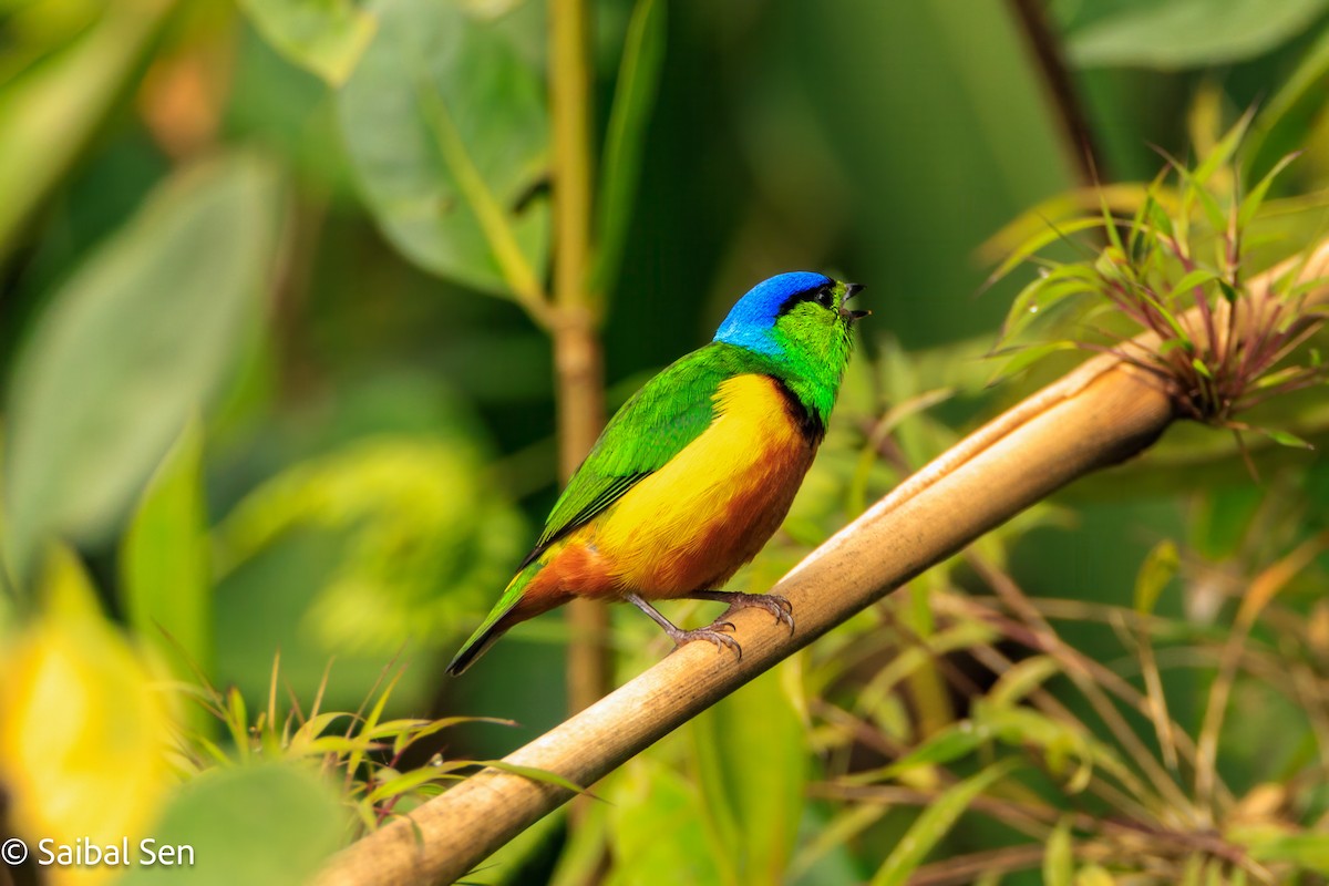 Chestnut-breasted Chlorophonia - ML640936938