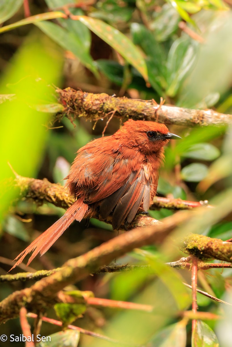 Rufous Spinetail - ML640937010