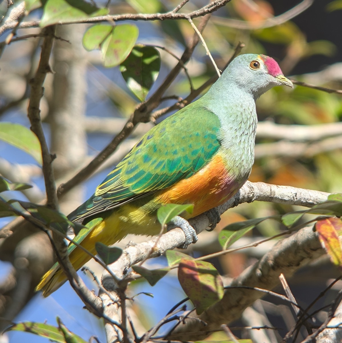 Rose-crowned Fruit-Dove - ML640937033