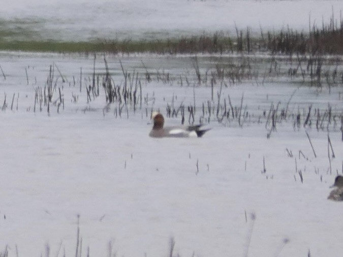 Eurasian Wigeon - ML640937038
