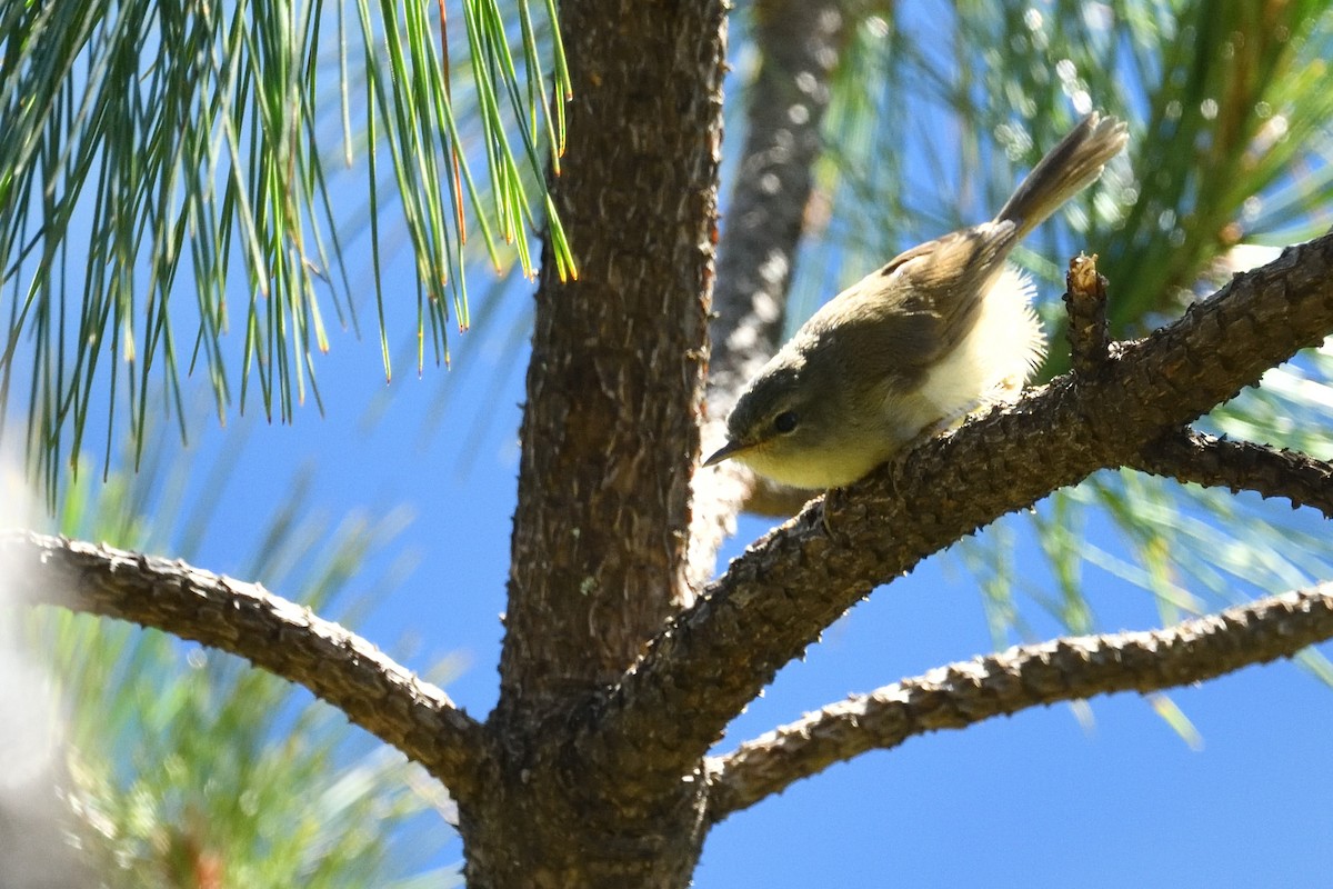 Yellowish-bellied Bush Warbler - ML640937099