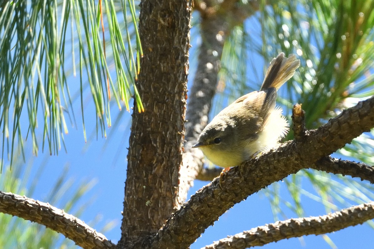 Yellowish-bellied Bush Warbler - ML640937100