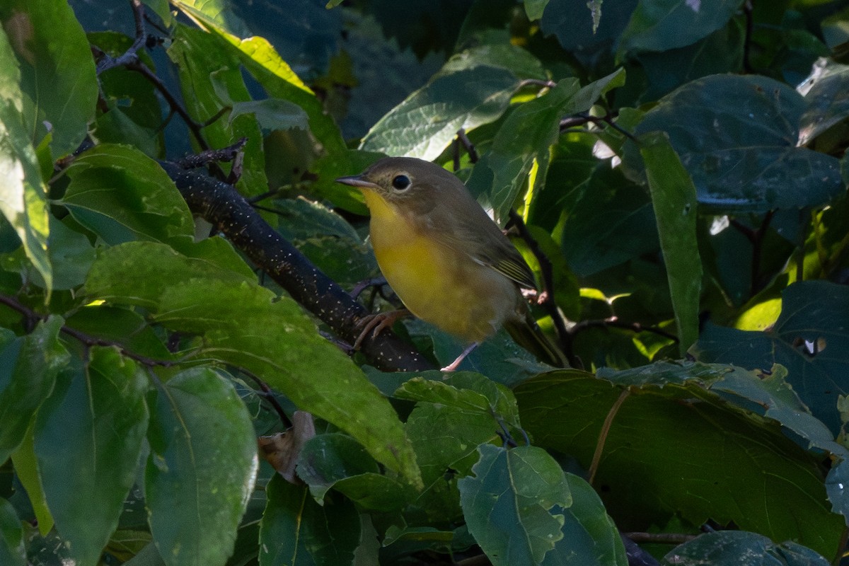 Common Yellowthroat - ML640937184