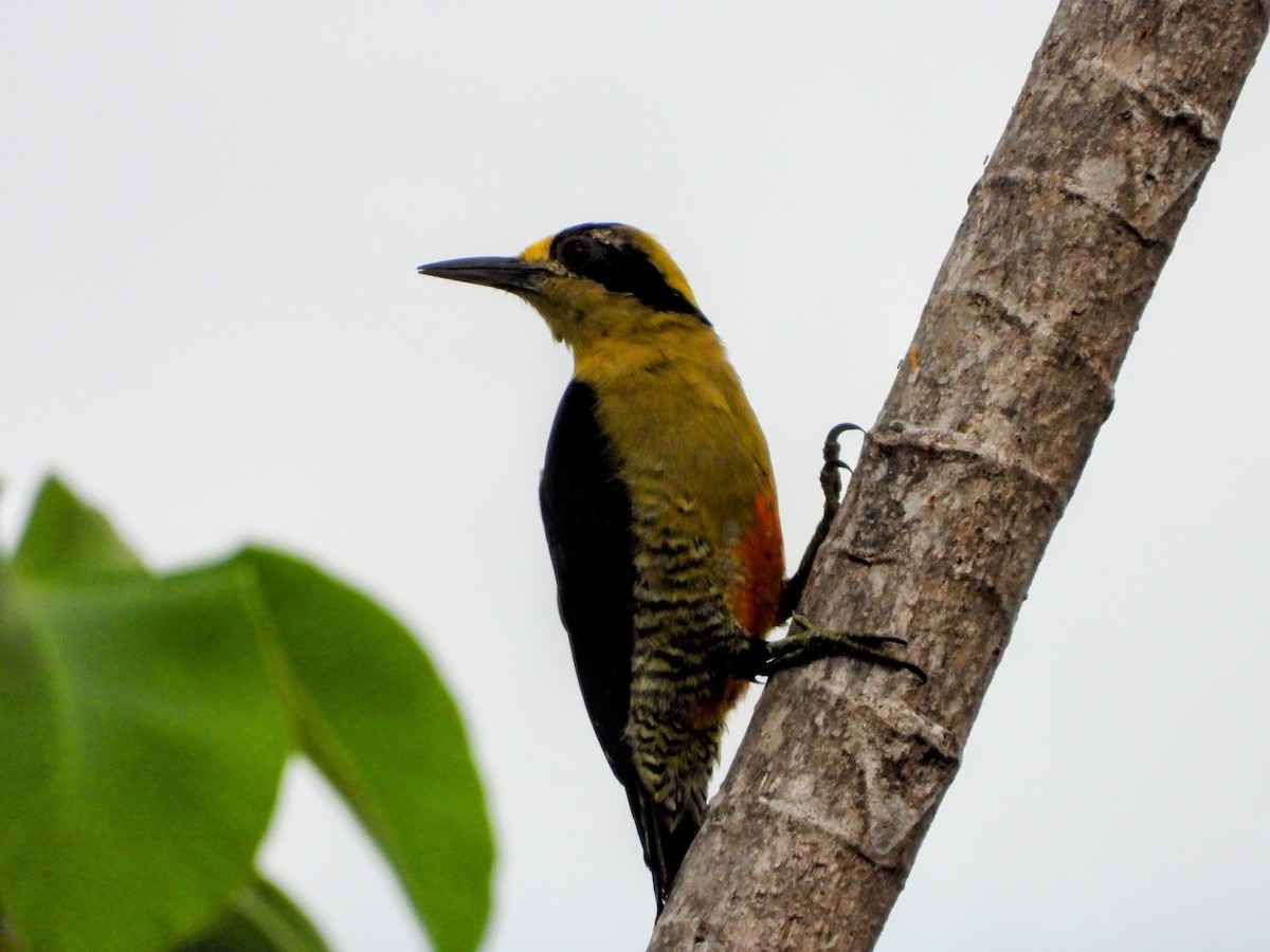 Golden-naped Woodpecker - ML640937232