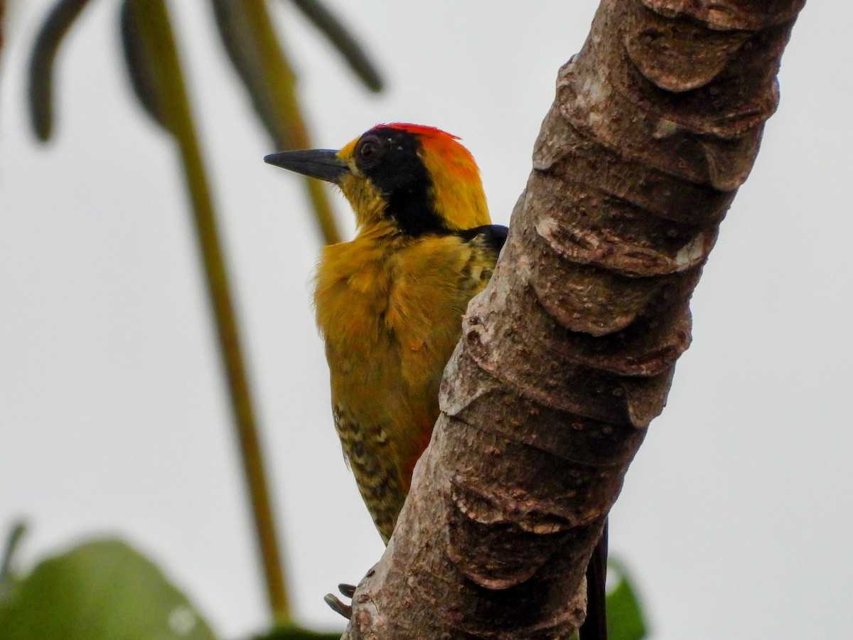 Golden-naped Woodpecker - ML640937234