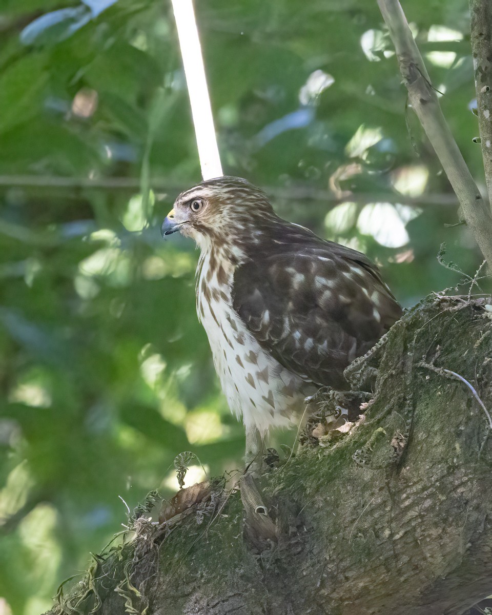 Broad-winged Hawk - ML640937246