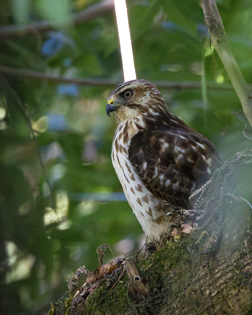 Broad-winged Hawk - ML640937247