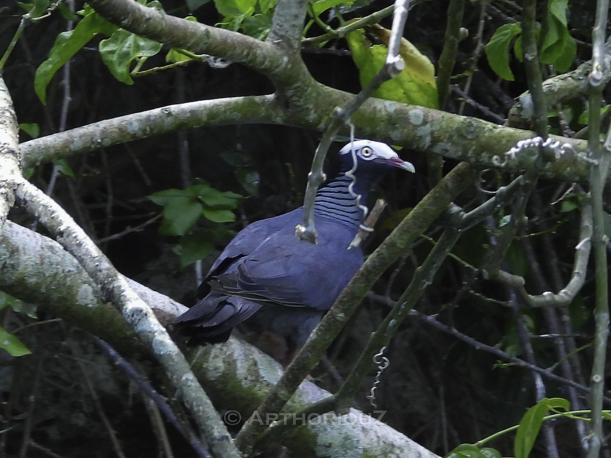 White-crowned Pigeon - ML640937333