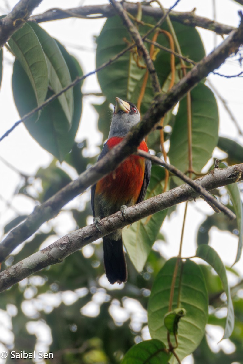 Toucan Barbet - ML640937443