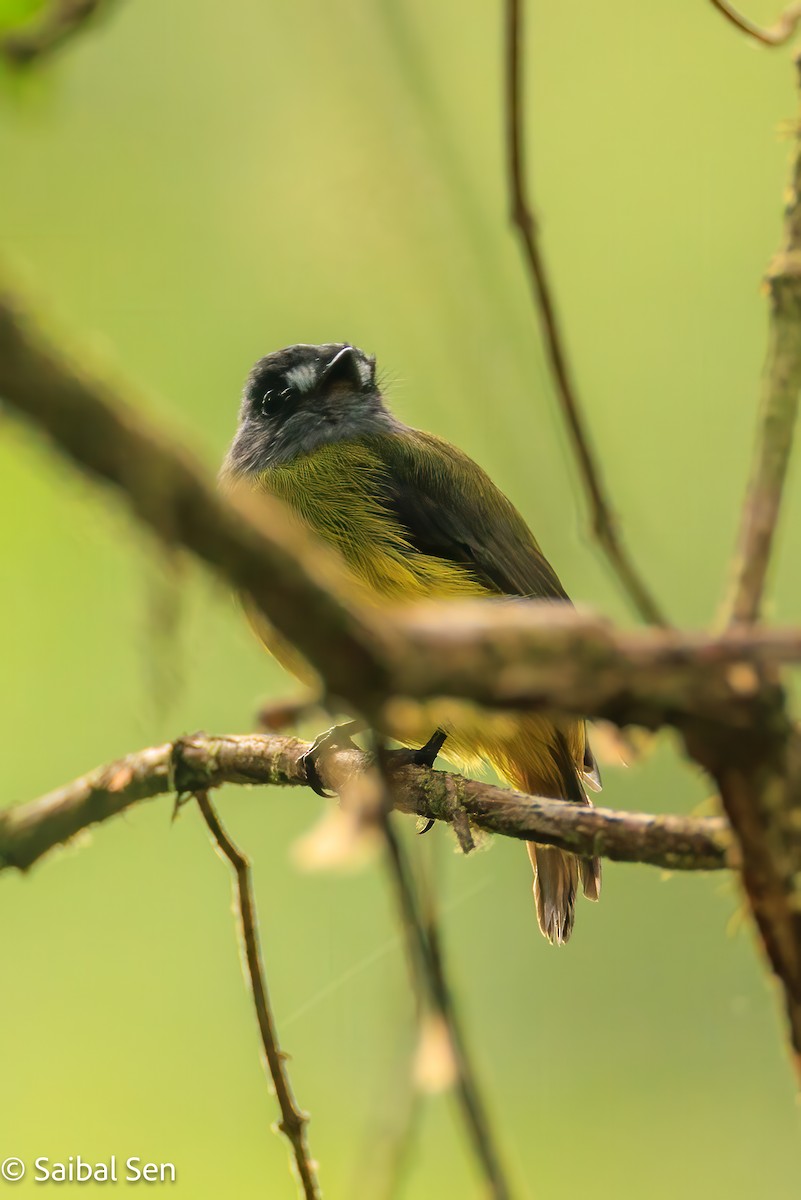 Ornate Flycatcher - ML640937469
