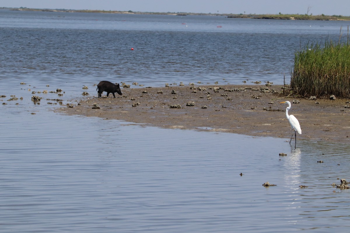 Great Egret - ML640937474