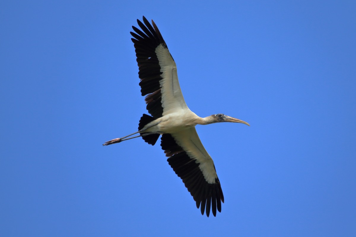 Wood Stork - ML640937479