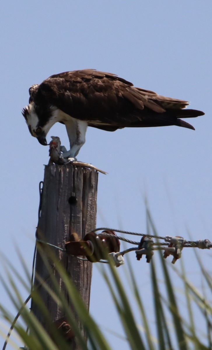 Osprey - ML640937482