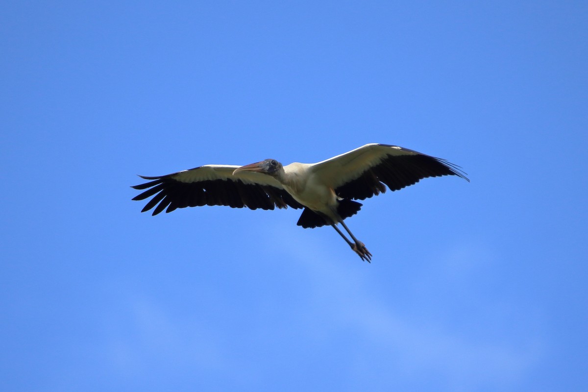 Wood Stork - ML640937483